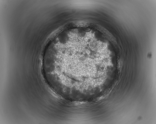 X0000100970733200807221209