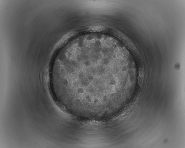 X0000100970734200807221209