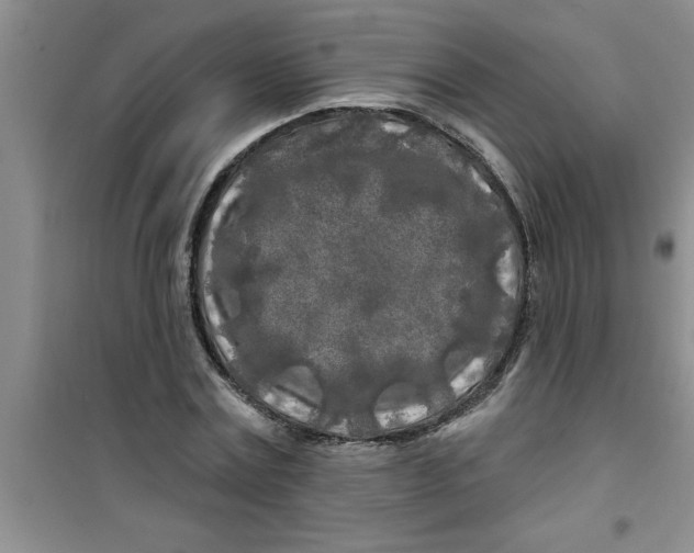 X0000100970779200807221208
