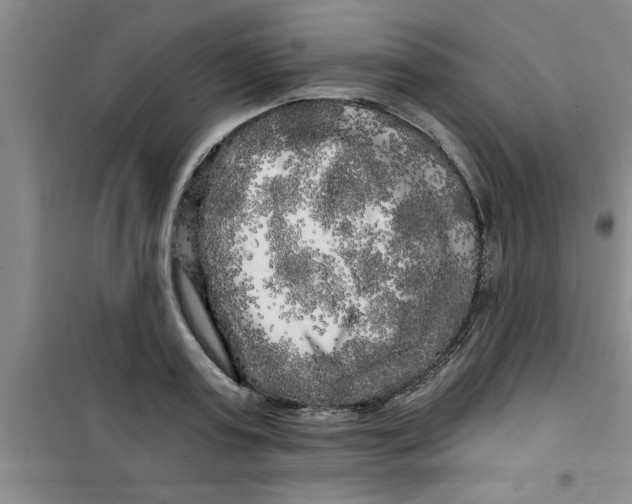 X0000100970795200807221208