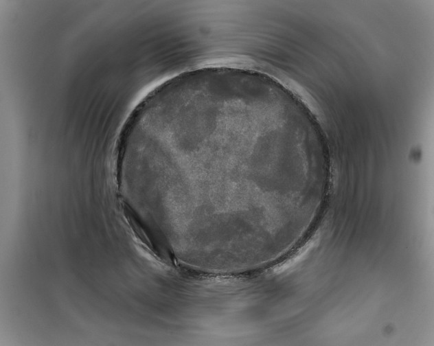 X0000100970830200807221207
