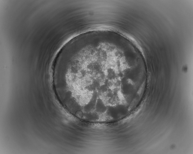 X0000100970835200807221207