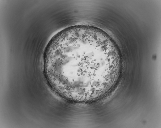 X0000100970838200807221207