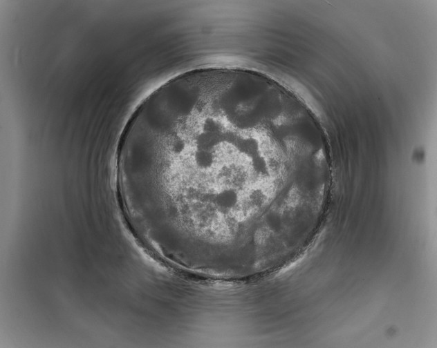X0000100970839200807221207