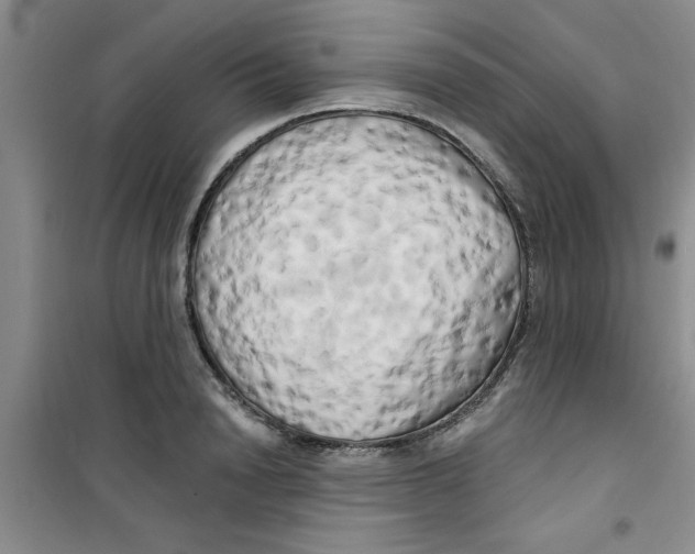 X0000100970846200807221207