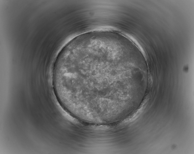X0000100970851200807221208