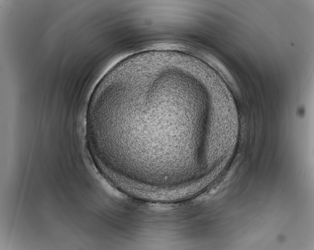 X0000100970852200807221208