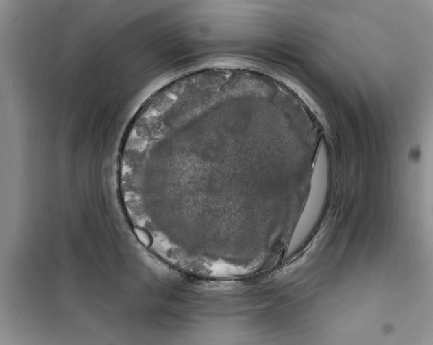 X0000100970853200807221208
