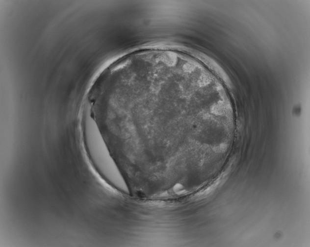 X0000100970855200807221208