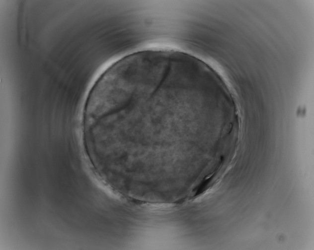 X0000100970864200807221208