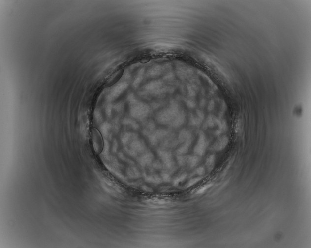 X0000100970868200807221207
