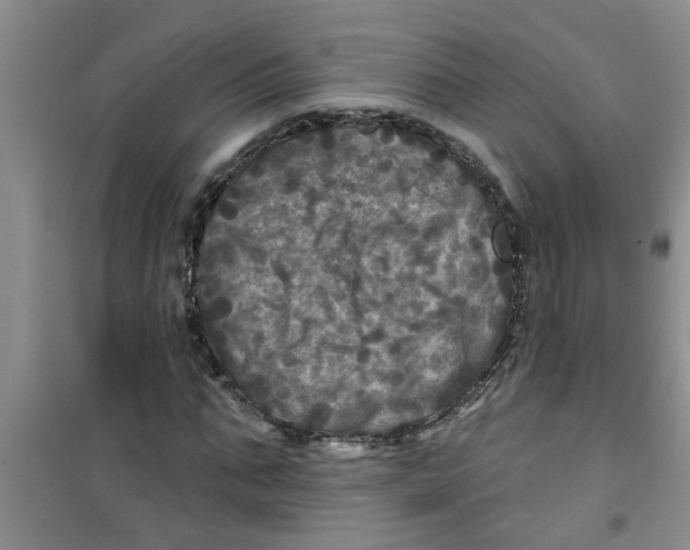 X0000100970871200807221207