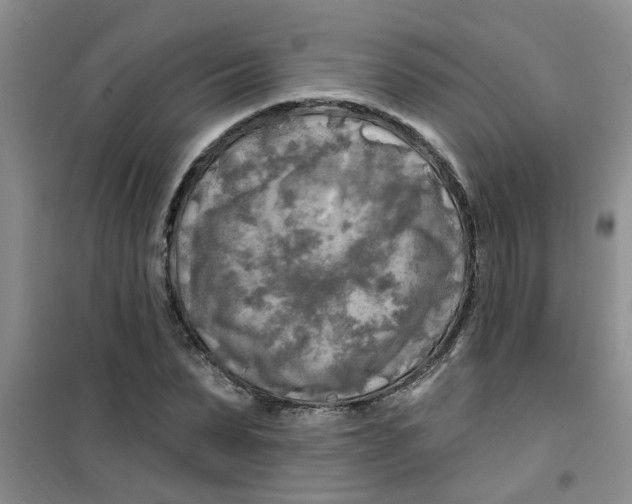 X0000100970879200807221207