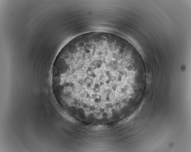 X0000100970891200807221207