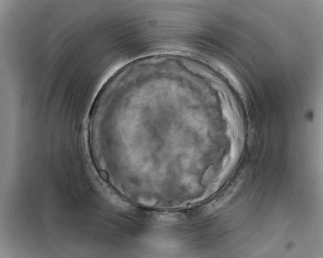 X0000100970899200807221206