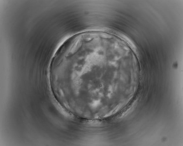 X0000100970907200807221206