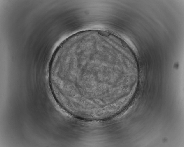 X0000100970944200807221206