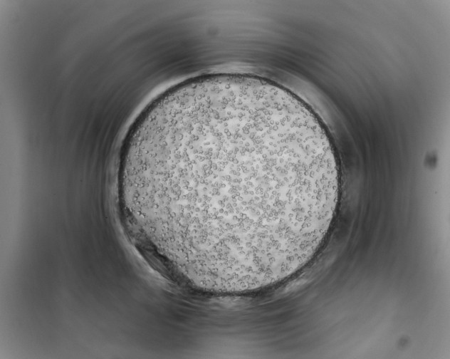 X0000100971000200807221205