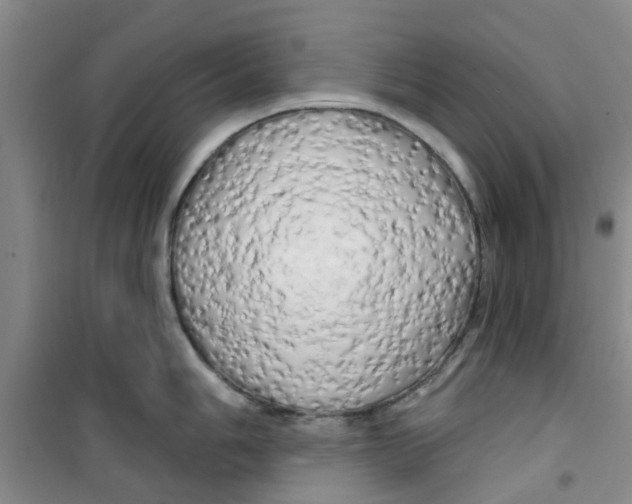 X0000100971006200807221205