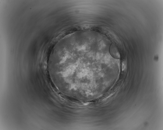 X0000100971011200807221204