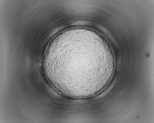 X0000100971017200807221204