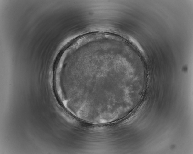 X0000100971035200807221204