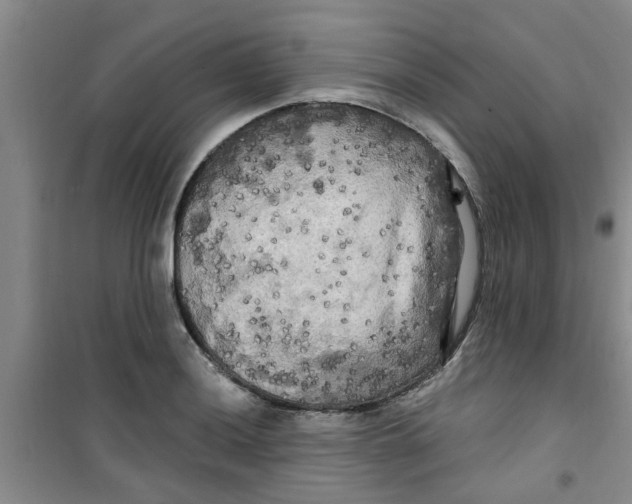 X0000100971036200807221204