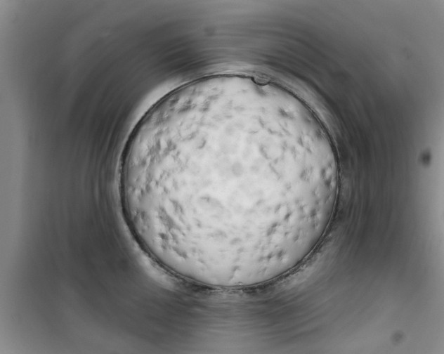X0000100971050200807221205