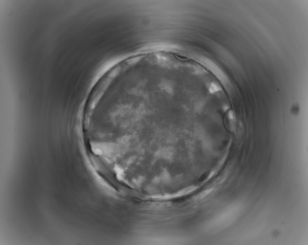 X0000100971055200807221205