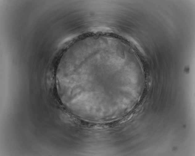 X0000100971063200807221204