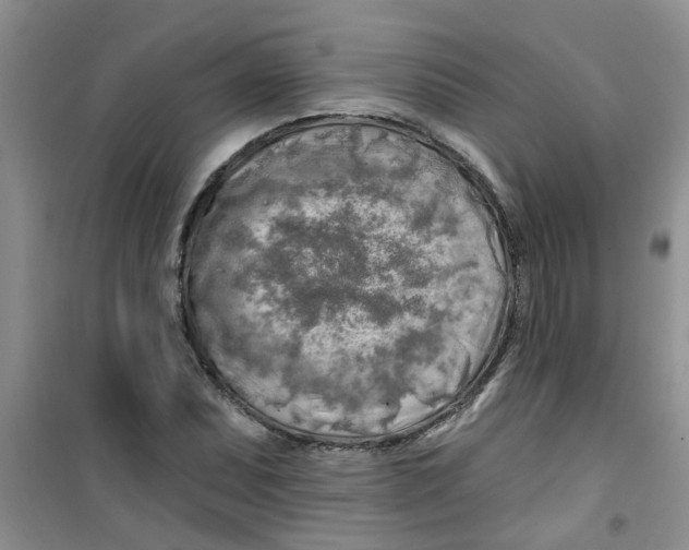 X0000100971071200807221204