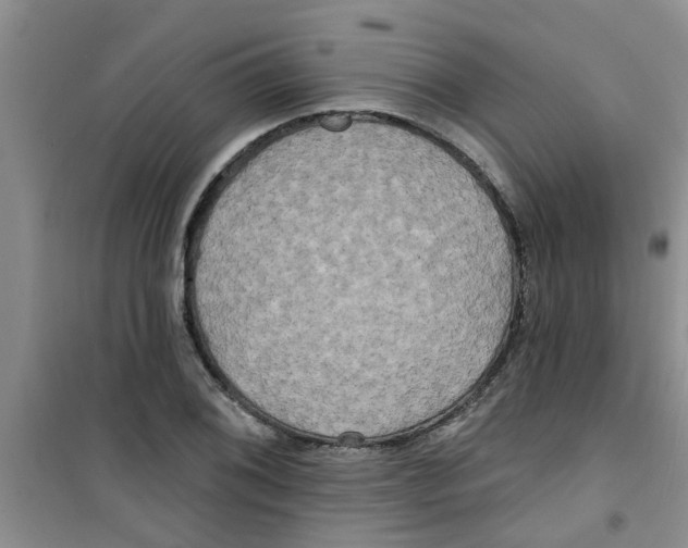 X0000100971076200807221204