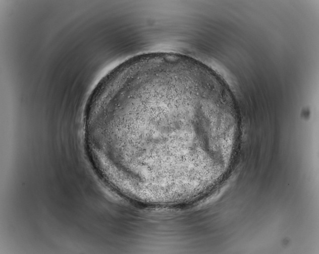 X0000100971077200807221204