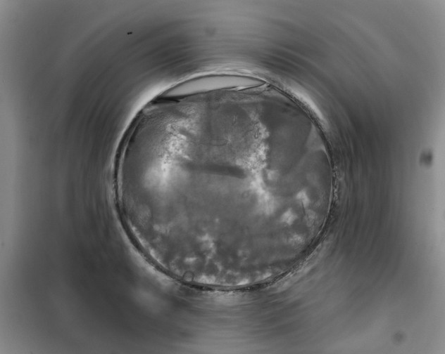 X0000100971087200807221204
