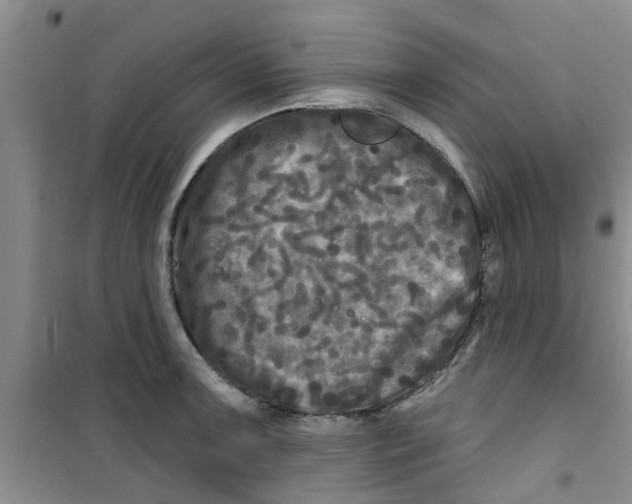 X0000100971091200807221204