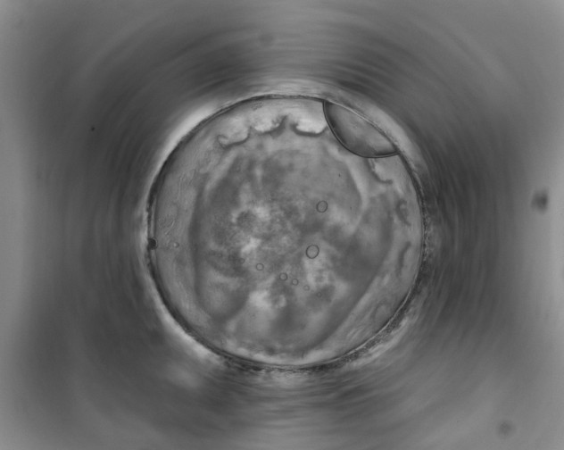 X0000100971095200807221203
