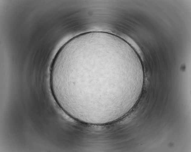 X0000100971096200807221203