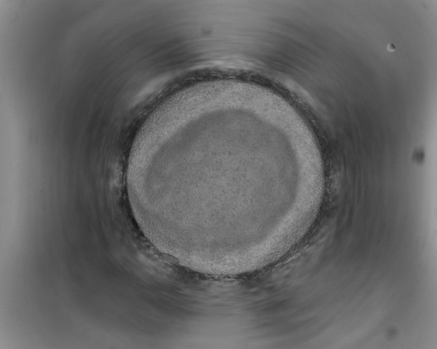 X0000100971110200807221203