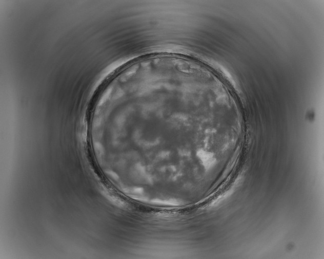X0000100971125200807221203