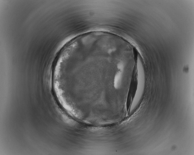 X0000100971127200807221203