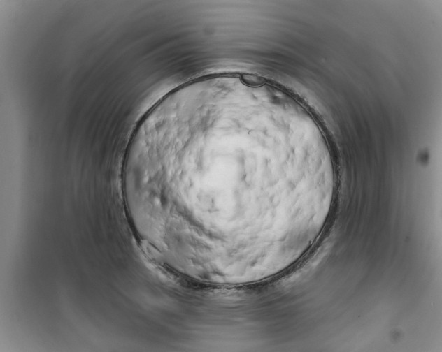 X0000100971137200807221203