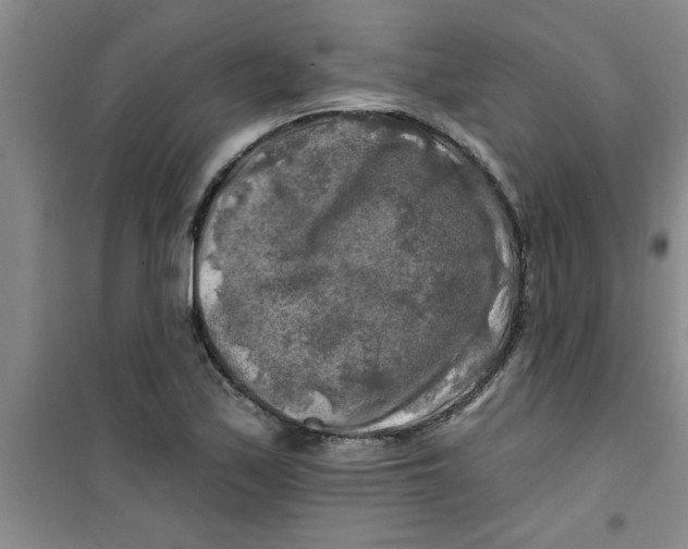 X0000100971171200807221202