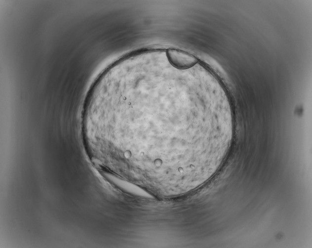 X0000100971183200807221202