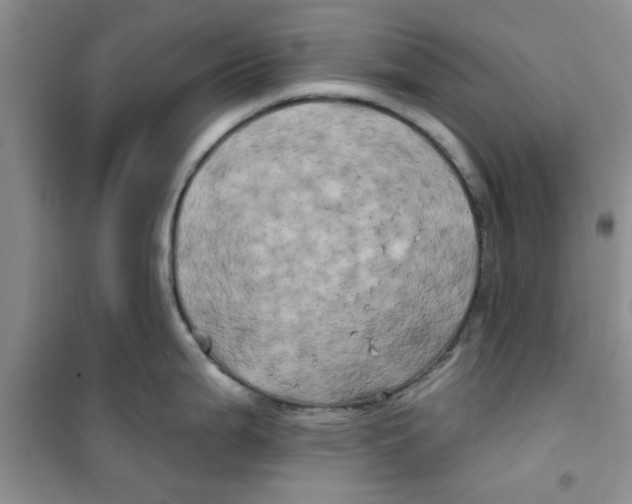X0000100971199200807221202