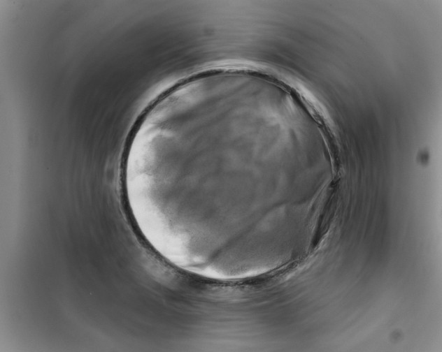 X0000100971229200807221201
