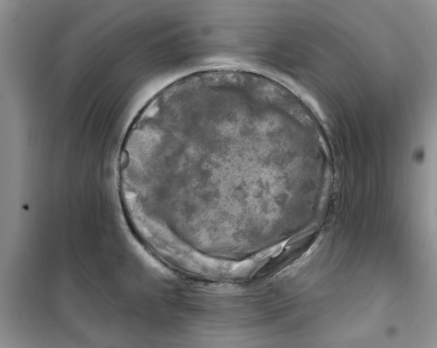X0000100971239200807221201