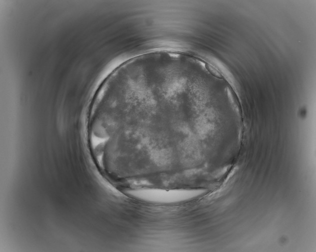 X0000100971243200807221202