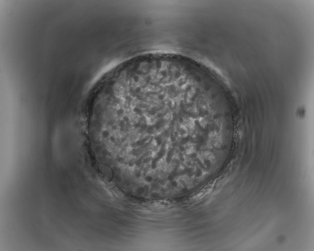 X0000100971255200807221201