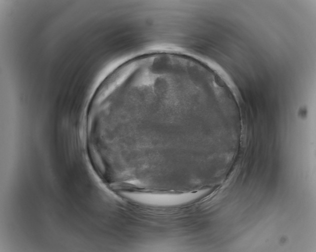X0000100971295200807221200