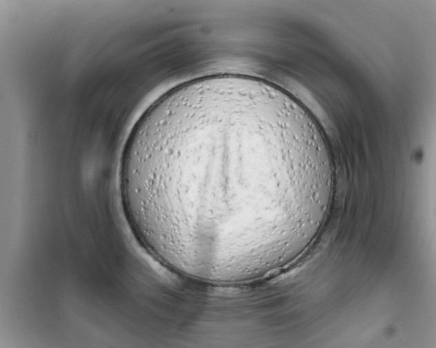 X0000100971339200807221200